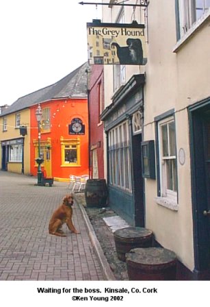 This is a photo I took of an Irish Setter sitting outside a pub in Kinsale Co. Cork There are no links to or from this image. &copy;2002 - Ken Young