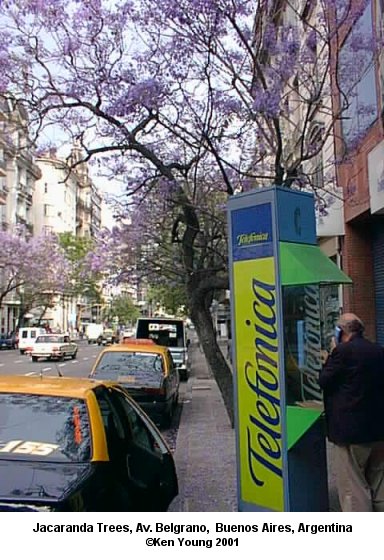 Jacaranda Trees on Av, Belgrano, Buenos Aires, Argentina. There are no links to or from this image. &copy;2001 - Ken Young