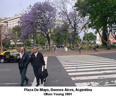 Jacaranda Trees Plaza De Mayo, Buenos Aires Argentina. There are no links to or from this image. &copy;2001 - Ken Young