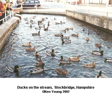 The ducks that survived not being Christmas Dinner in Stockbridge, Hampshire, England. There are no links to or from this image. &copy;2002 - Ken Young
